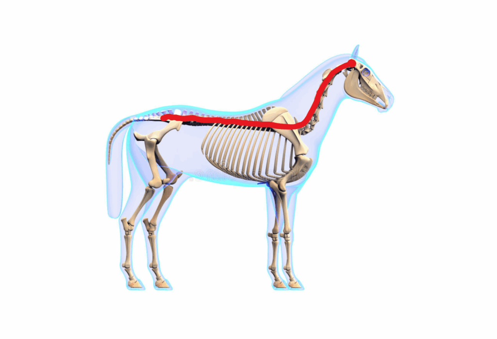 Het Craniosacrale systeem van het paard loopt van het hoofd (cranium) naar het heiligbeen (sacrum). Met Craniosacraal therapie beïnvloed je zo het hele lichaam.
